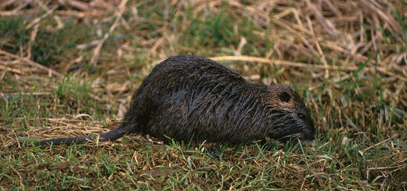 Mid-Atlantic Nutria Management Program (MANMaP)