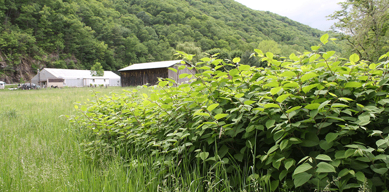 Bushkill Township Invasive Species Management Project