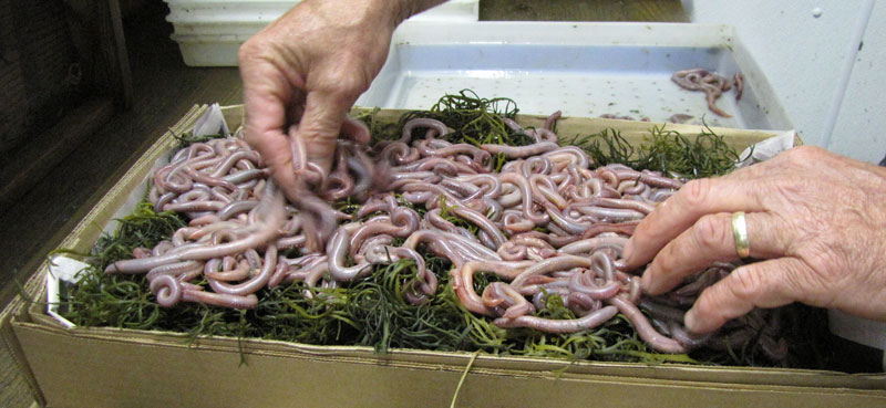 Economic Analysis of AIS Risk and Risk Reduction in the Bloodworm Trade