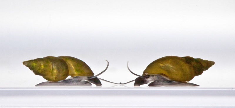 Using environmental DNA to detect early stages of the invasion of a destructive freshwater snail