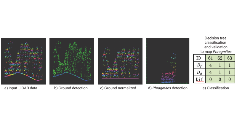 Early Detection of Invasive Phragmites australis at the Tidal Marsh-Forest Ecotone with Airborne LiDAR